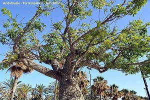 707- Torremolinos 